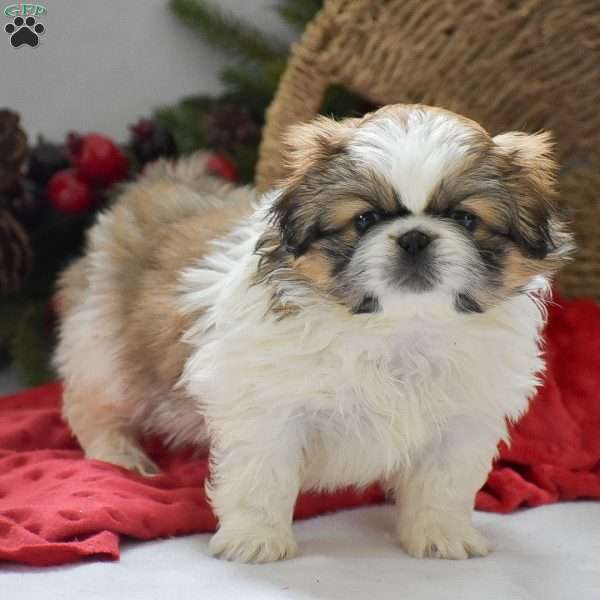 Alex, Pekingese Puppy