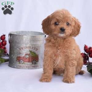 Bella, Cavapoo Puppy