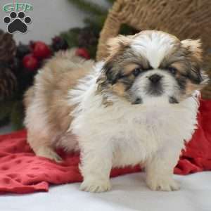 Alex, Pekingese Puppy