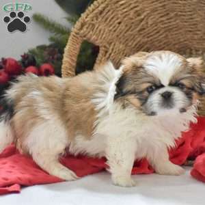 Alex, Pekingese Puppy