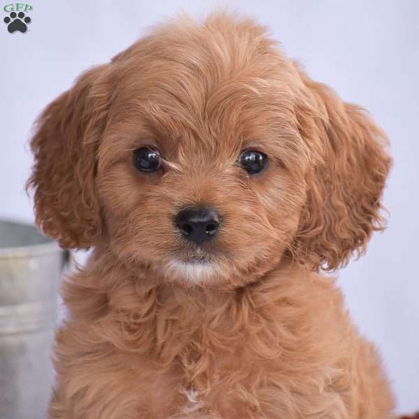 Bradley, Cavapoo Puppy