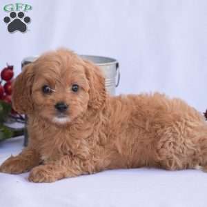 Bella, Cavapoo Puppy