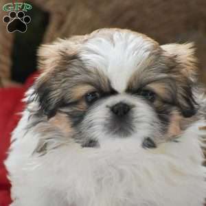 Alex, Pekingese Puppy