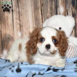 Yazzy, Cavalier King Charles Spaniel Puppy