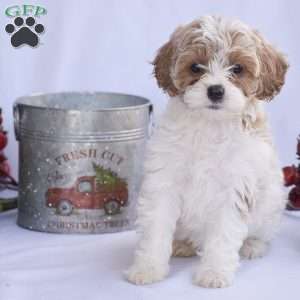 Bradley, Cavapoo Puppy