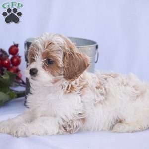 Bradley, Cavapoo Puppy