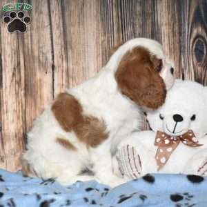 Yazzy, Cavalier King Charles Spaniel Puppy