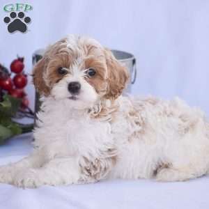 Bradley, Cavapoo Puppy