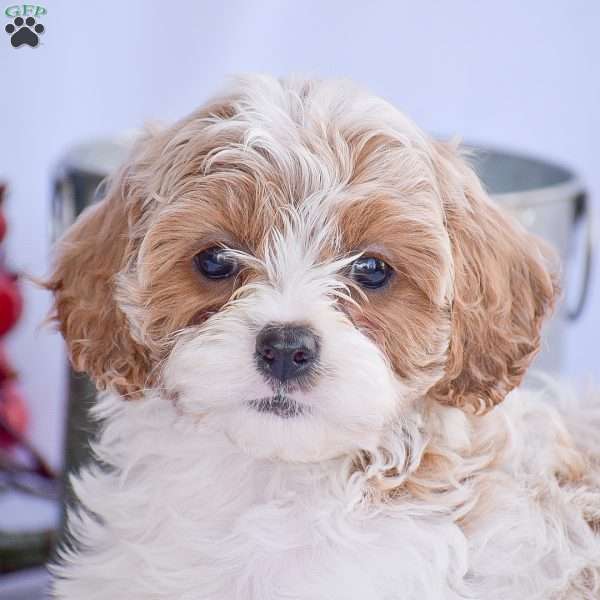 Bella, Cavapoo Puppy