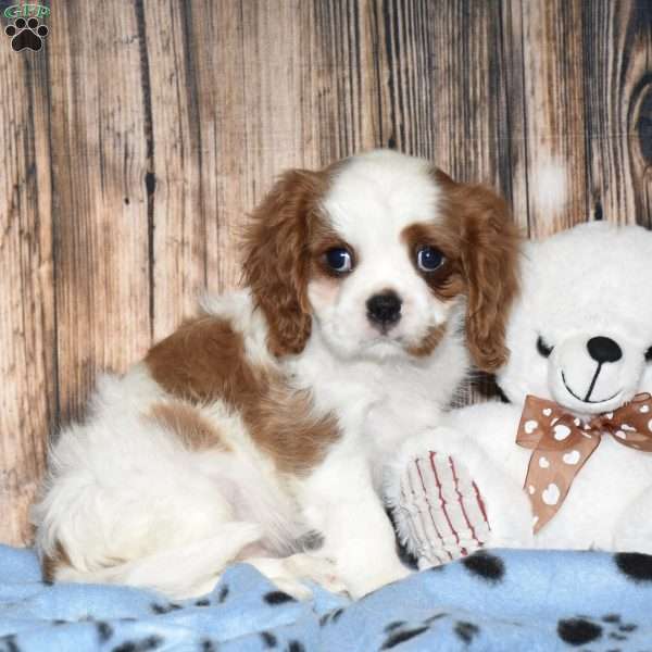 Yazzy, Cavalier King Charles Spaniel Puppy