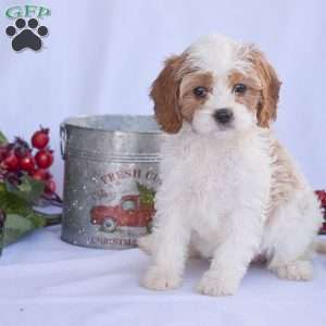 Buster, Cavapoo Puppy