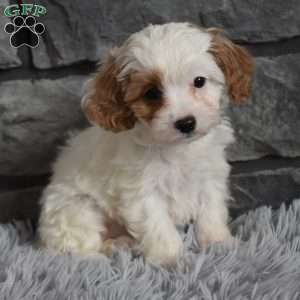 Maggie, Cavapoo Puppy