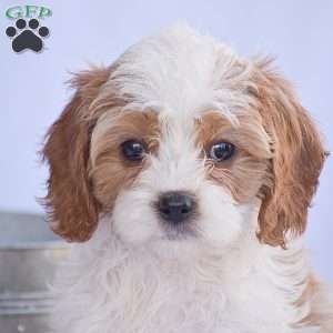 Buster, Cavapoo Puppy