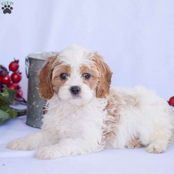 Buster, Cavapoo Puppy