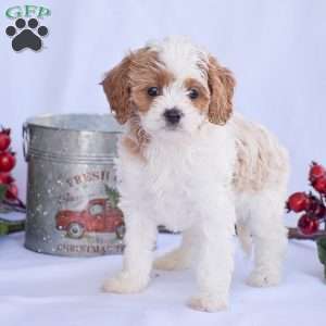 Brianna, Cavapoo Puppy