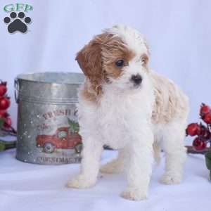 Brianna, Cavapoo Puppy