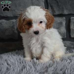 Maggie, Cavapoo Puppy