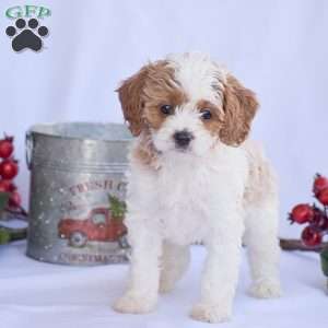 Brianna, Cavapoo Puppy