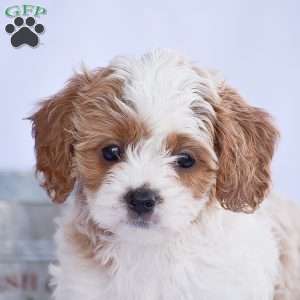 Brianna, Cavapoo Puppy