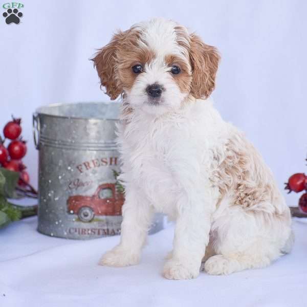 Brianna, Cavapoo Puppy