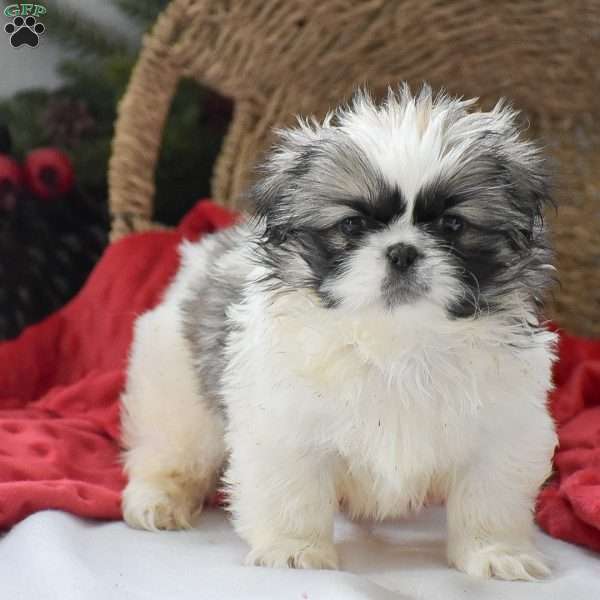 Aaron, Pekingese Puppy