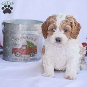 Benson, Cavapoo Puppy