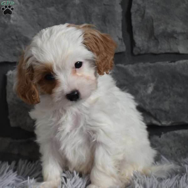 Maggie, Cavapoo Puppy