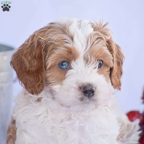 Benson, Cavapoo Puppy