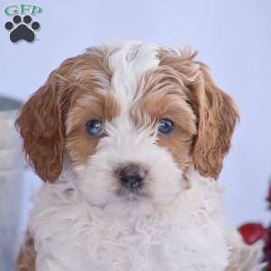 Benson, Cavapoo Puppy