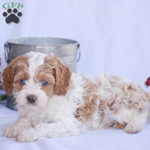 Benson, Cavapoo Puppy