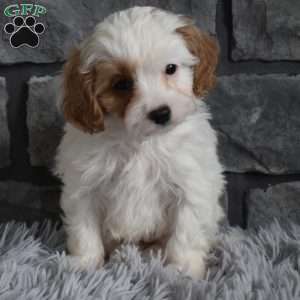 Maggie, Cavapoo Puppy