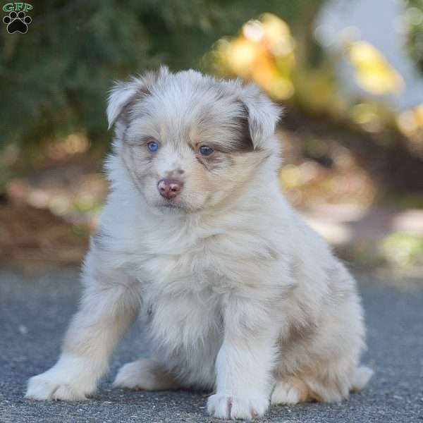 Blake, Pomsky Puppy