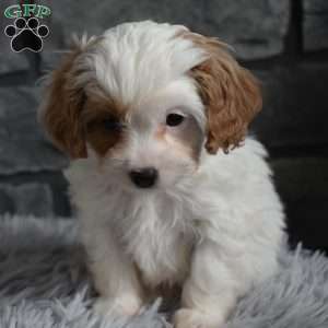 Maggie, Cavapoo Puppy