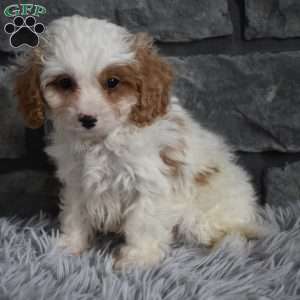 Max, Cavapoo Puppy