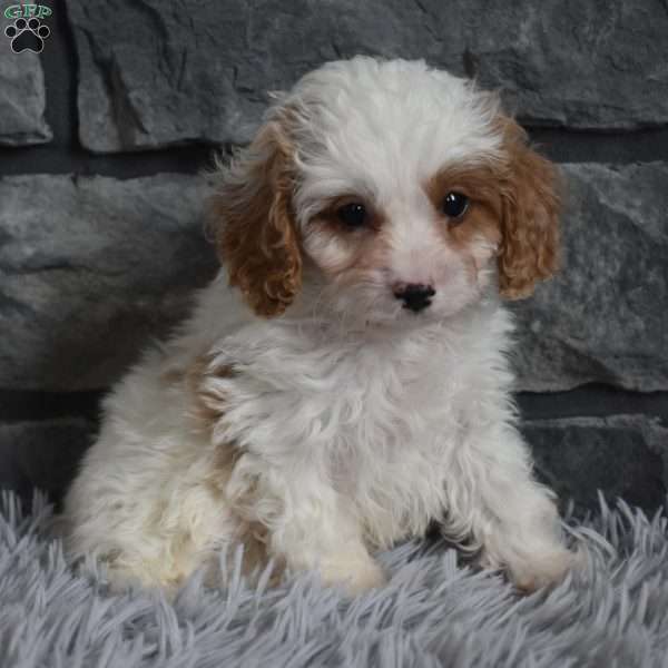 Max, Cavapoo Puppy