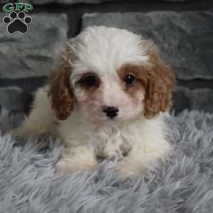 Max, Cavapoo Puppy