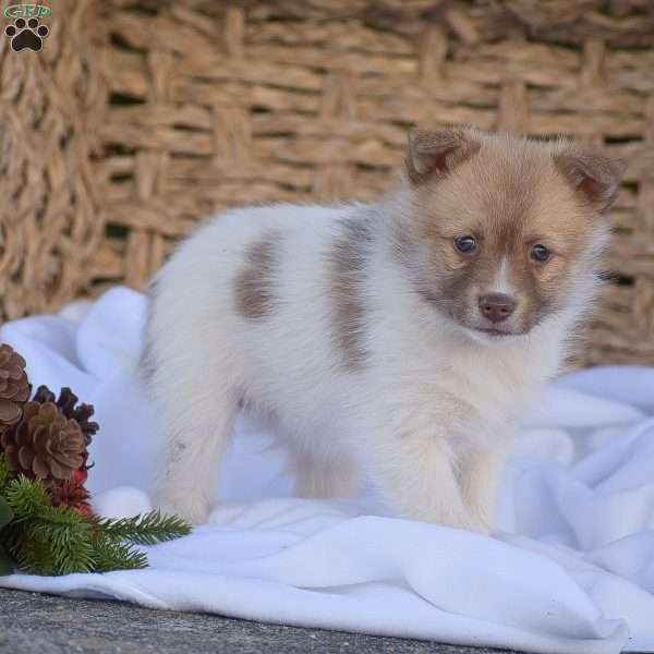 Brittney, Pomsky Puppy