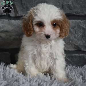 Max, Cavapoo Puppy