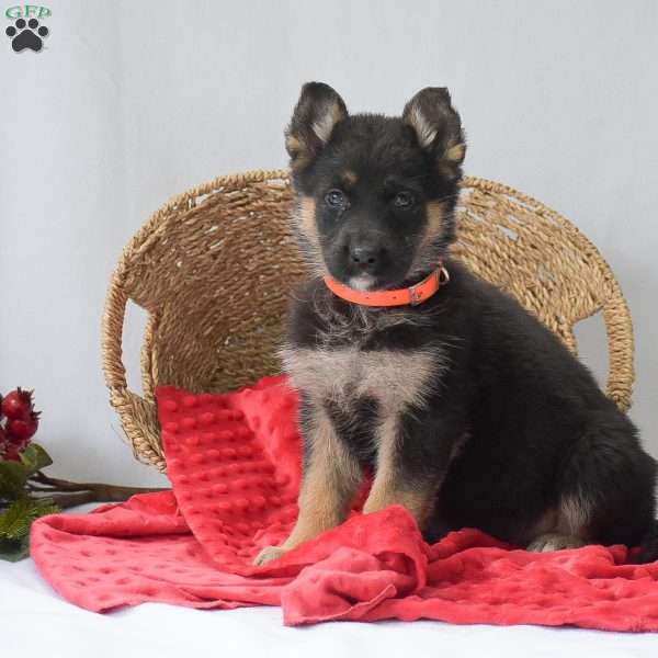 Madison, German Shepherd Puppy