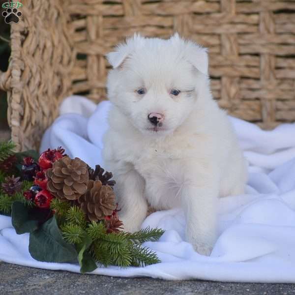 Binx, Pomsky Puppy