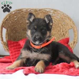 Madison, German Shepherd Puppy