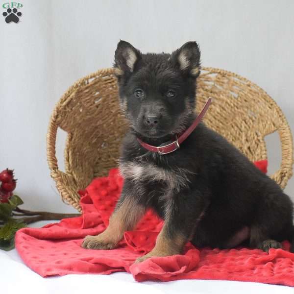 Micheal, German Shepherd Puppy