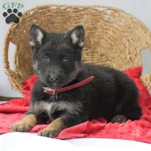 Micheal, German Shepherd Puppy