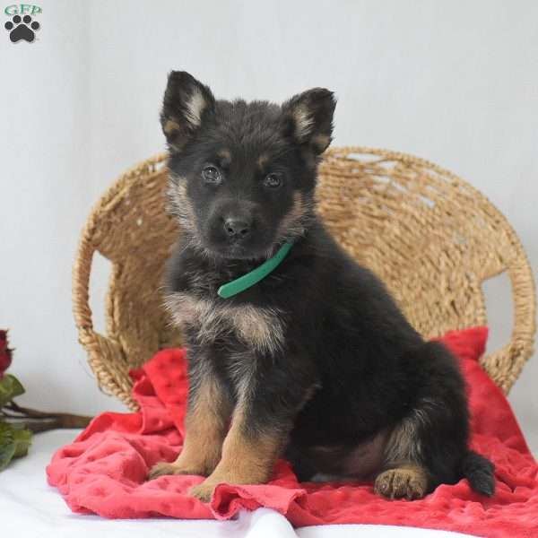 Maddox, German Shepherd Puppy