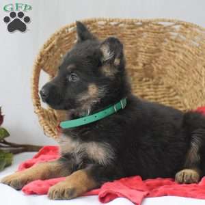 Maddox, German Shepherd Puppy