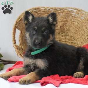 Maddox, German Shepherd Puppy