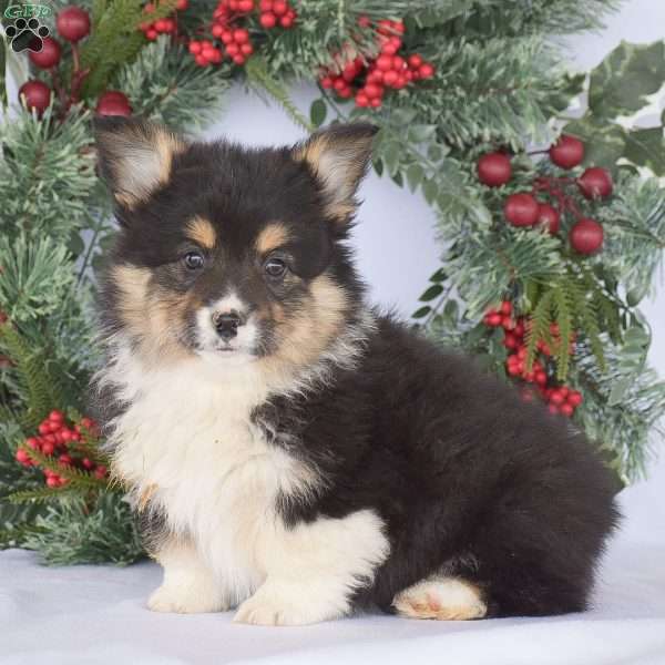 Paxton, Pembroke Welsh Corgi Puppy