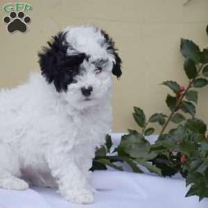 Zack, Toy Poodle Puppy