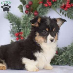 Preston, Pembroke Welsh Corgi Puppy