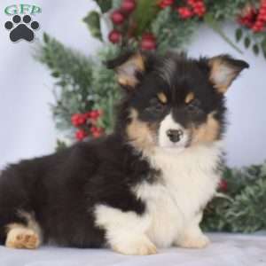 Preston, Pembroke Welsh Corgi Puppy